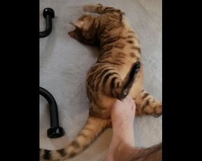 She is a perverted pussy who enjoys being roughed up by her master's foot.(POV)HENTAI